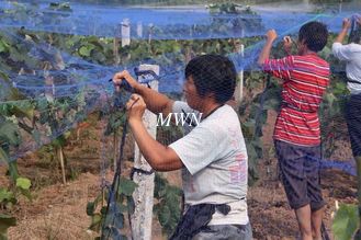 China Anti bird netting protect grape plants, HDPE100% supplier