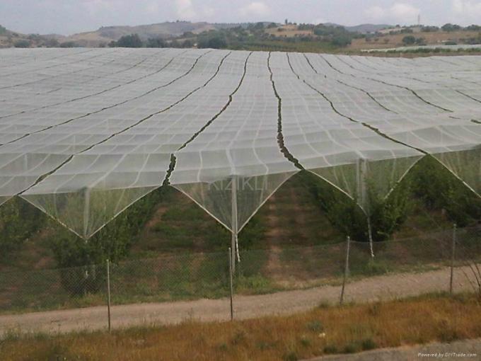 Anti Hail Net for protect your plant, vegetables, fruits