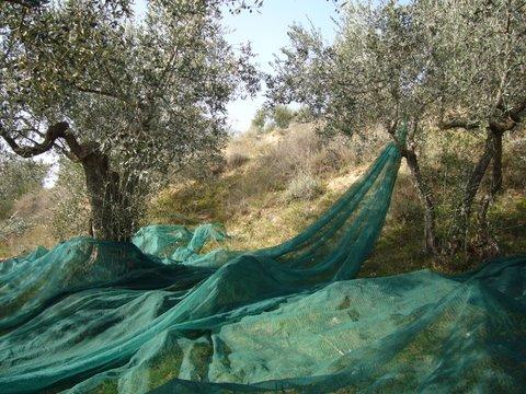 Olive Nets for olive harvest