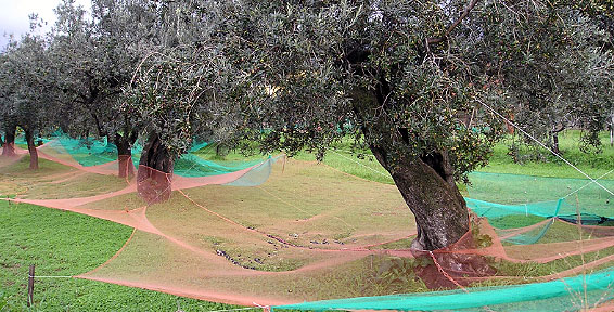 Olive Nets for olive harvest