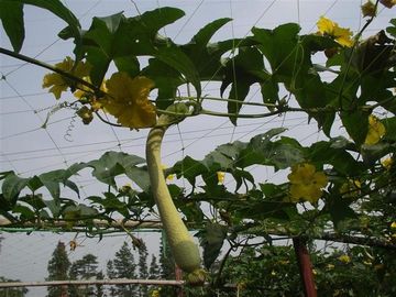 Plant Support Netting supplier