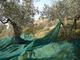 Olive Nets for olive harvest supplier